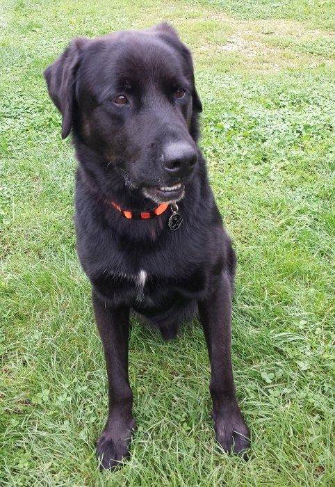 labrador retriever tyson.jpg